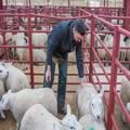 Sheep show and sale (10)